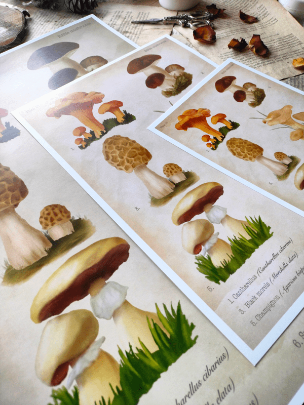 fungi-print1