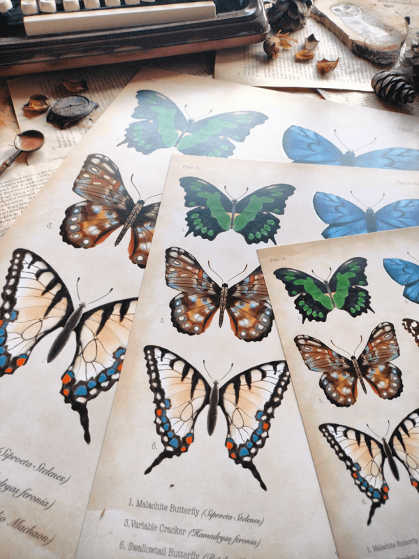 papillon-print1