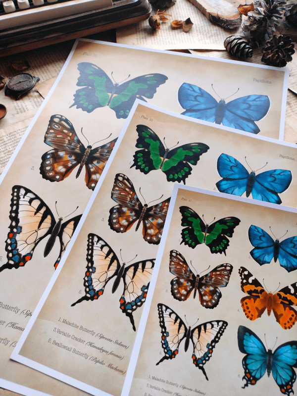 papillon-print2