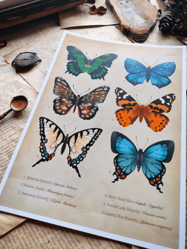 papillon-print3