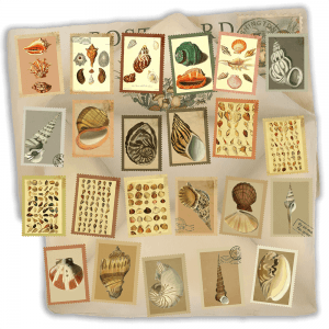 shells-stamps